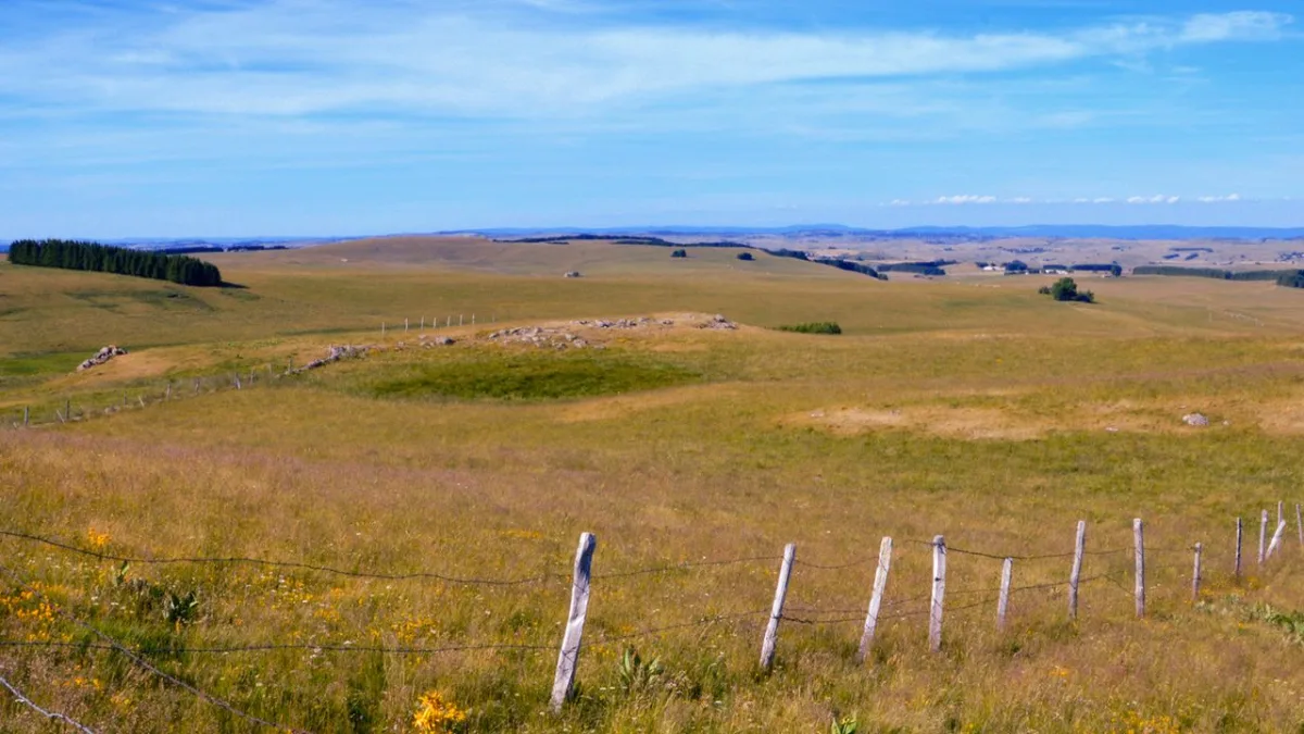Plateau de l'Aubrac en Aveyron, vaches Aubrac dans les pâturages