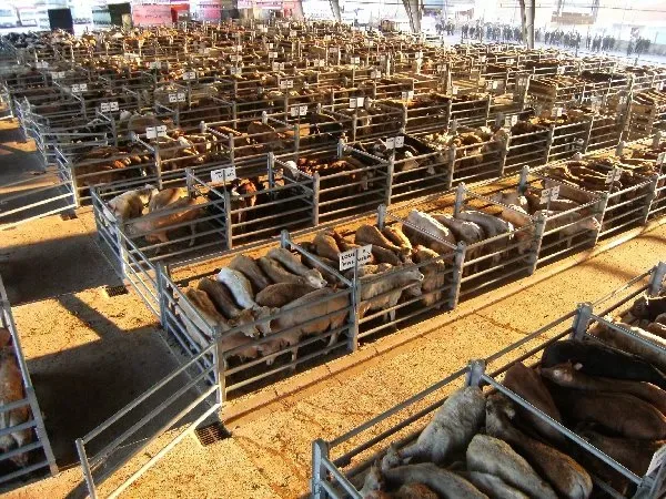 Marché aux bestiaux de Laissac en Aveyron, bétail rassemblé lors de la foire hebdomadaire