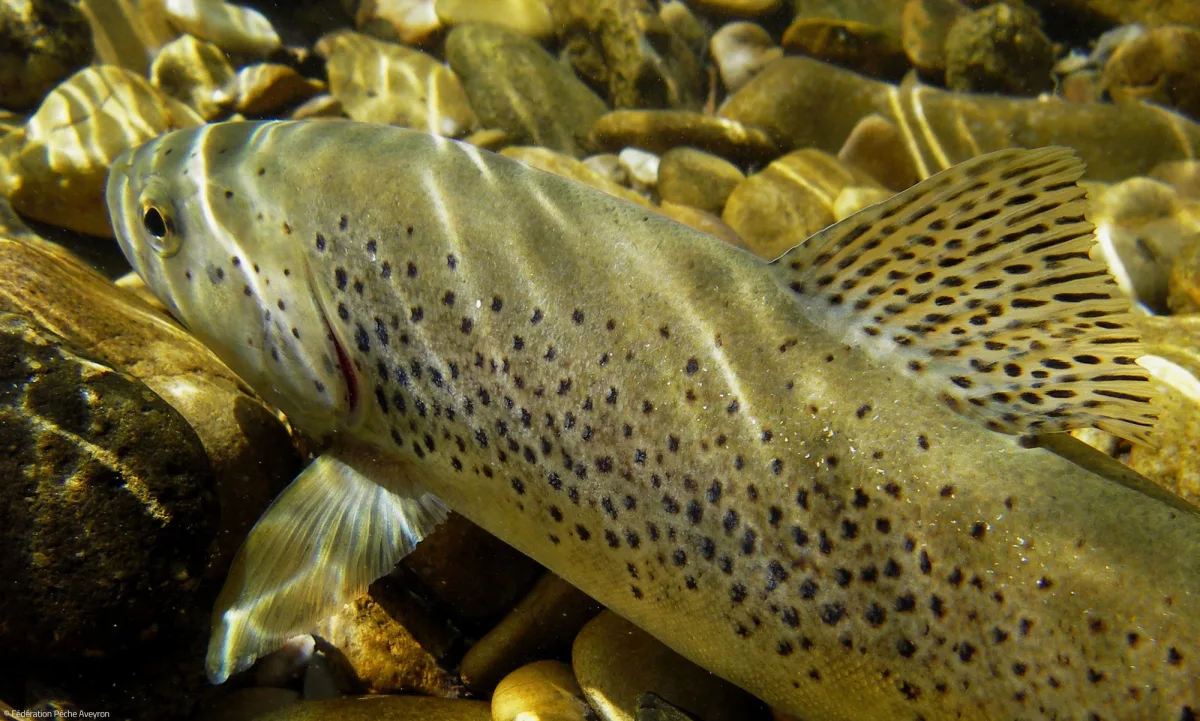Truite fario tenue au-dessus de l'eau sur le parcours no-kill de la vallée du Lot