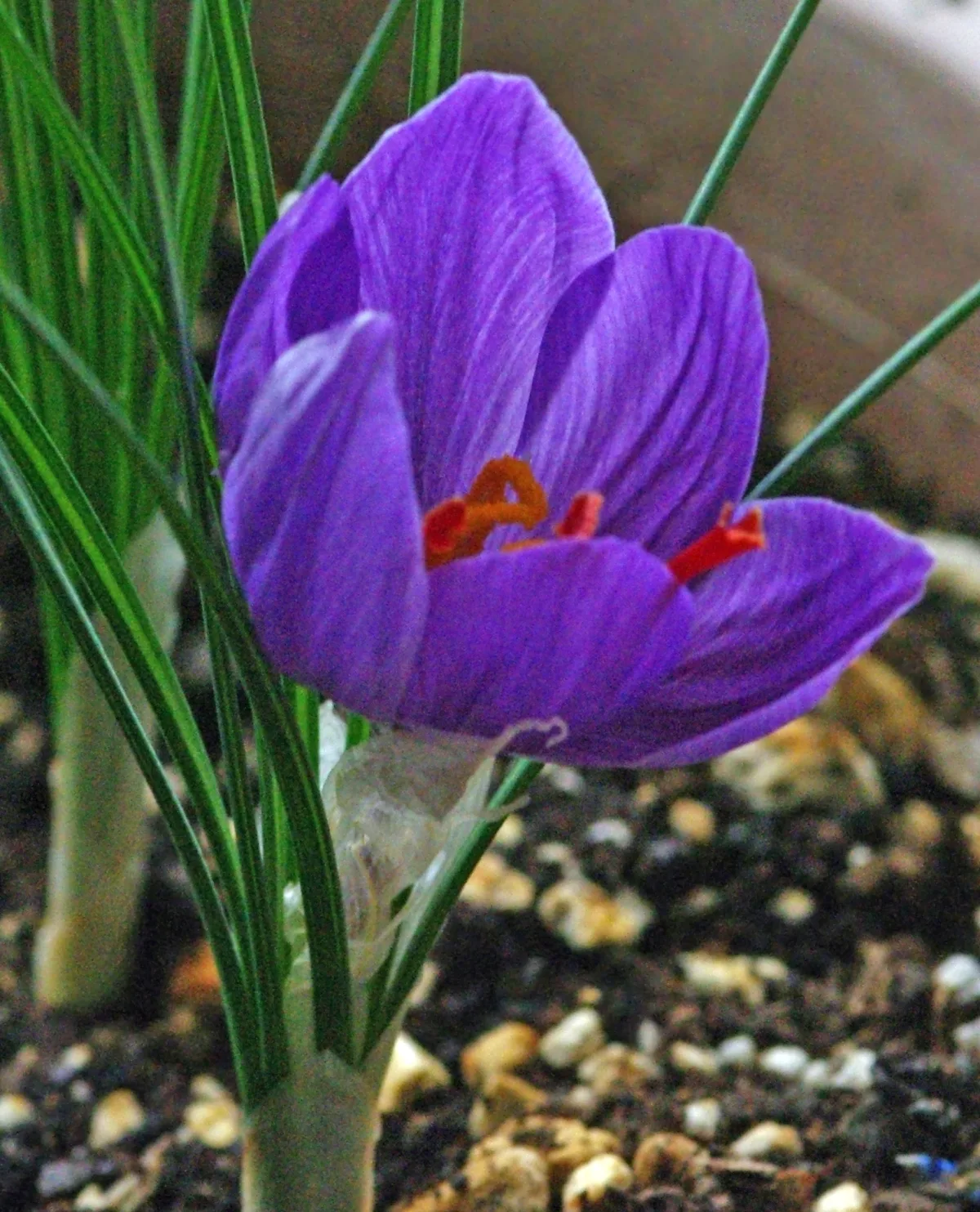 Fleurs violettes de crocus sativus avec leurs pistils rouges dans une safranière de la vallée du Lot en Aveyron