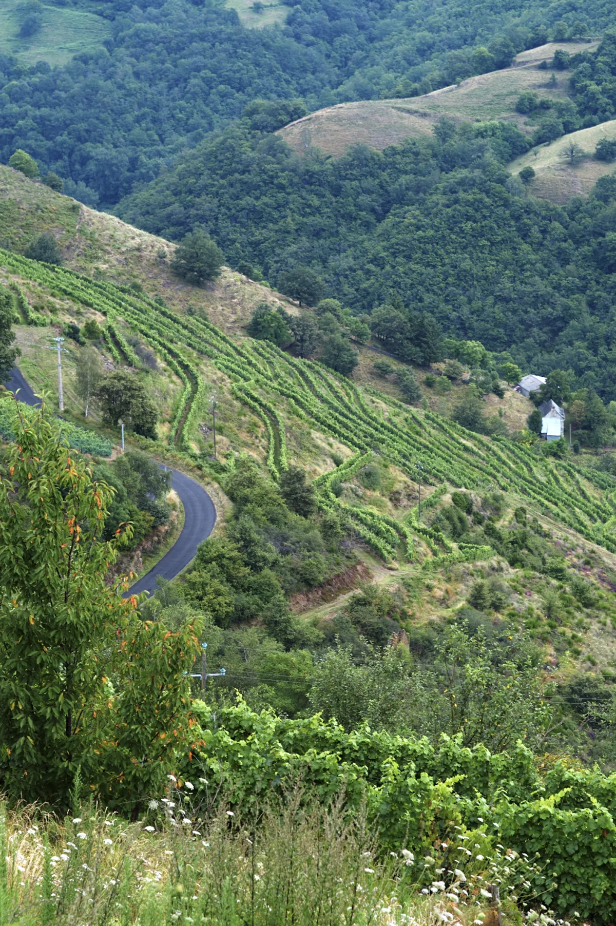 Vignes en terrasses accrochées aux coteaux escarpés au-dessus de la confluence du Lot et de la Truyère près d'Entraygues-sur-Truyère