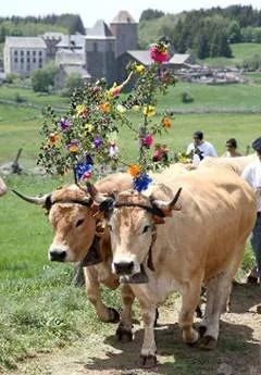 Vaches Aubrac décorées de fleurs et de cloches pour la montée aux estives
