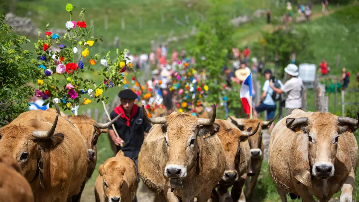 Troupeau de vaches Aubrac lors de la transhumance vers les estives